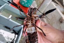 Lobster Kediri Golobster 093009