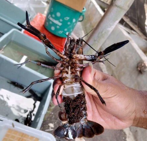 Lobster Kediri Jual Indukan Lobster Air Tawar Bertelur – Siap Budidaya! 1 Lobster Kediri Golobster 093009