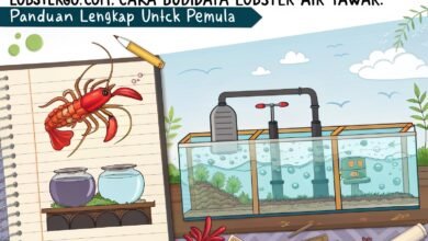 Lobster Kediri Lobstergo Com Cara Budidaya Lobster Air Tawar P 1