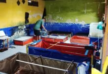 Lobster Kediri Lobstergo Lobster Air Tawar 20250420 121513Lobstergo Scaled 1