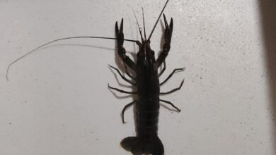 Lobster Kediri Whatsapp Image 2025 04 21 At 11.15.06