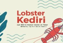 Lobster Kediri Buat Tulisan Dan Gaya Yang Mendukung Lobster Ked 1