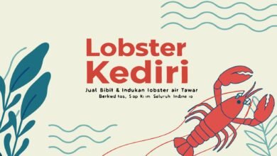 Lobster Kediri Buat Tulisan Dan Gaya Yang Mendukung Lobster Ked 1