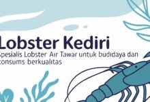 Lobster Kediri – Spesialis Lobster Air Tawar Untuk Budidaya Dan Konsumsi Berkualitas