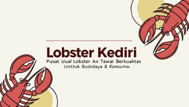 Lobster Kediri – Pusat Jual Lobster Air Tawar Berkualitas Untuk Budidaya &Amp; Konsumsi
