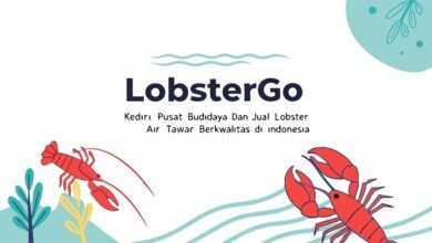 Lobster Kediri Buat Tulisan Lobstergo Kediri Pusat Budidaya Da