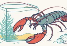 Lobster Kediri Indukan Lobster Air Tawar Betina Siap Kawin Untuk
