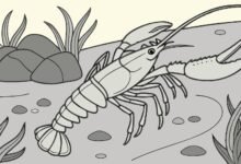 Pemasaran Lobster Air Tawar