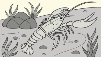 Pemasaran Lobster Air Tawar