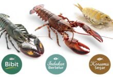 Lobster Kediri Jual Lobster Air Tawar Berkualitas Bibit Induka