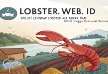 Lobster Kediri Lobster Web Id Solusi Lengkap Lobster Air Tawar