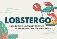 Jual Bibit &Amp; Indukan Lobster Air Tawar