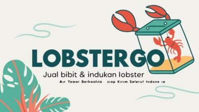 Jual Bibit &Amp; Indukan Lobster Air Tawar