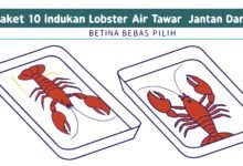 Lobster Kediri Paket 10 Indukan Lobster Air Tawar Jantan Dan Beti