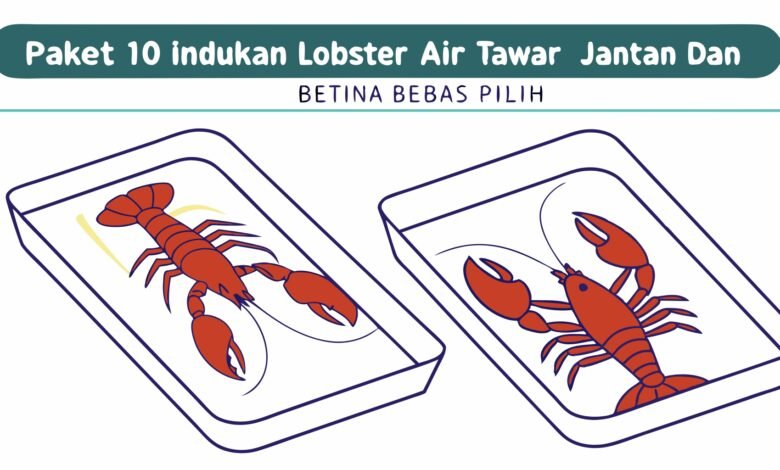 Lobster Kediri Paket 10 Indukan Lobster Air Tawar Jantan Dan Beti