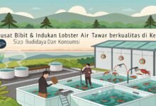 Lobster Kediri Pusat Bibit Indukan Lobster Air Tawar Berkualita