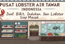 Lobster Kediri Pusat Lobster Air Tawar Indonesia Jual Bibit In