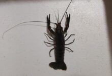 Lobster Kediri Whatsapp Image 2025 04 21 At 11.15.06